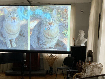 Щасливі історії котів музею Короленка