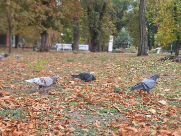 Осінь в парку