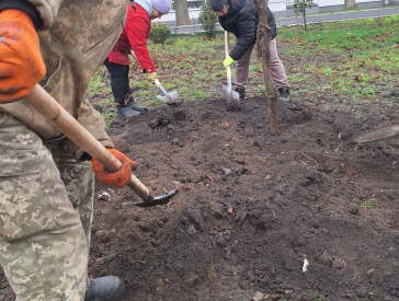 Нові дерева в парку "Перемога"