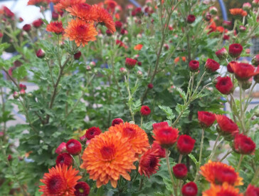 Осінь в парку