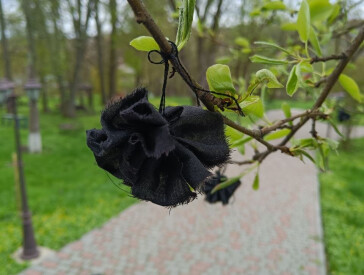 Флешмоб «Квітка пам’яті», присвячений 40-м роковинам Чорнобильської катастрофи