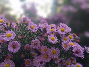 Осінь в парку